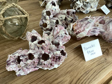 Load image into Gallery viewer, Barnacles