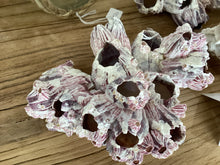 Load image into Gallery viewer, Barnacles